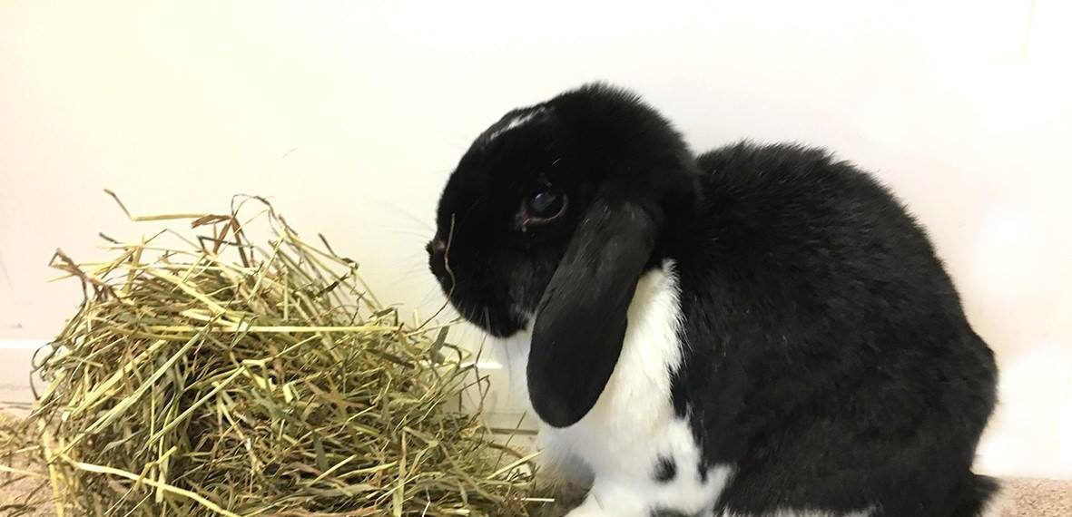 Mission dele piedestal Fodring af kanin – hvad spiser kaniner? - Dyrlægehuset Kolding