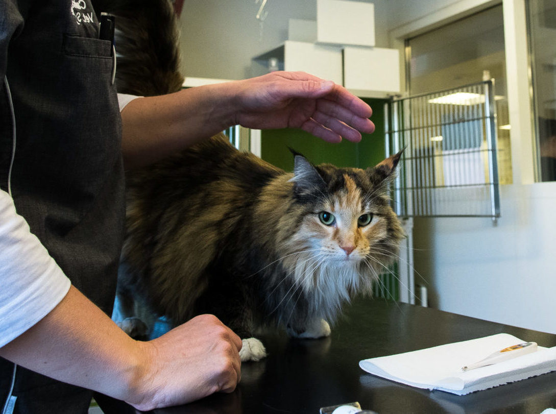 Forvirre Ansøgning Rå Sikker bedøvelse af kat i Kolding – et trygt valg | Dyrlægehuset Kolding