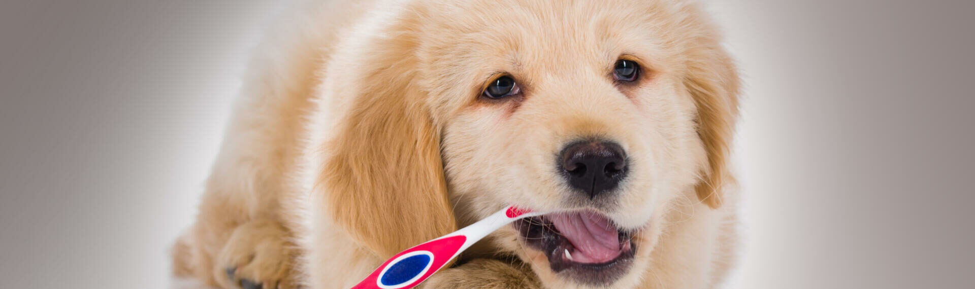 hos hund – Sådan børster du tænder din hund - Dyrlægehuset Kolding