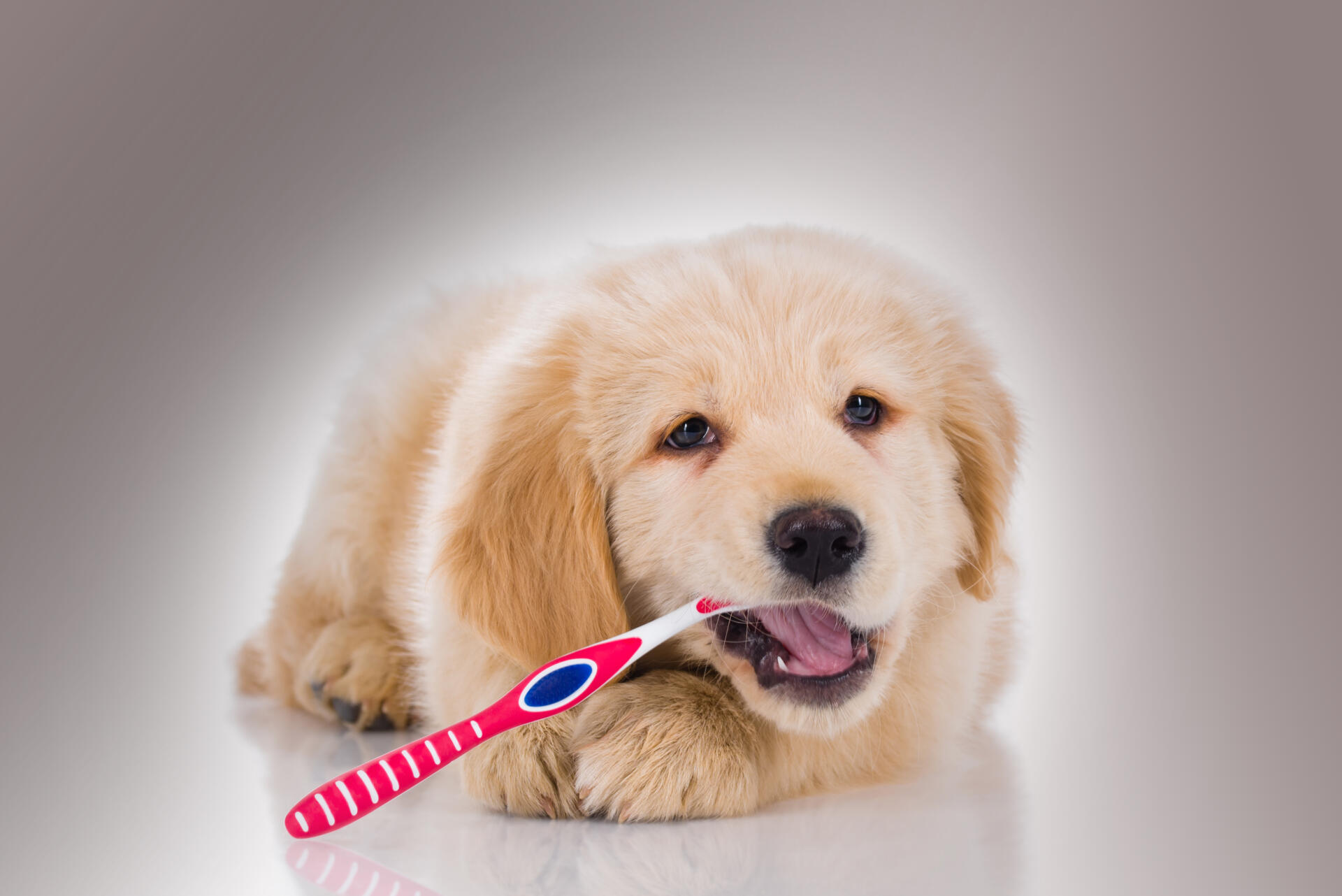 Tandbørstning hos hund – Sådan børster du tænder på hund - Dyrlægehuset Kolding
