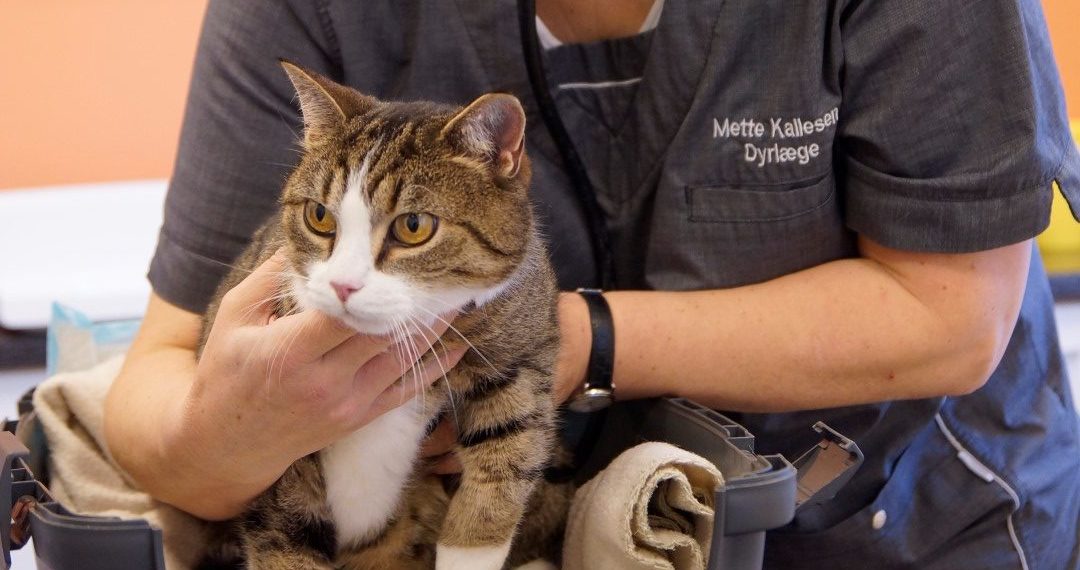 Nytår – Sådan hjælper du kat » Læs mere her | Dyrlægehuset