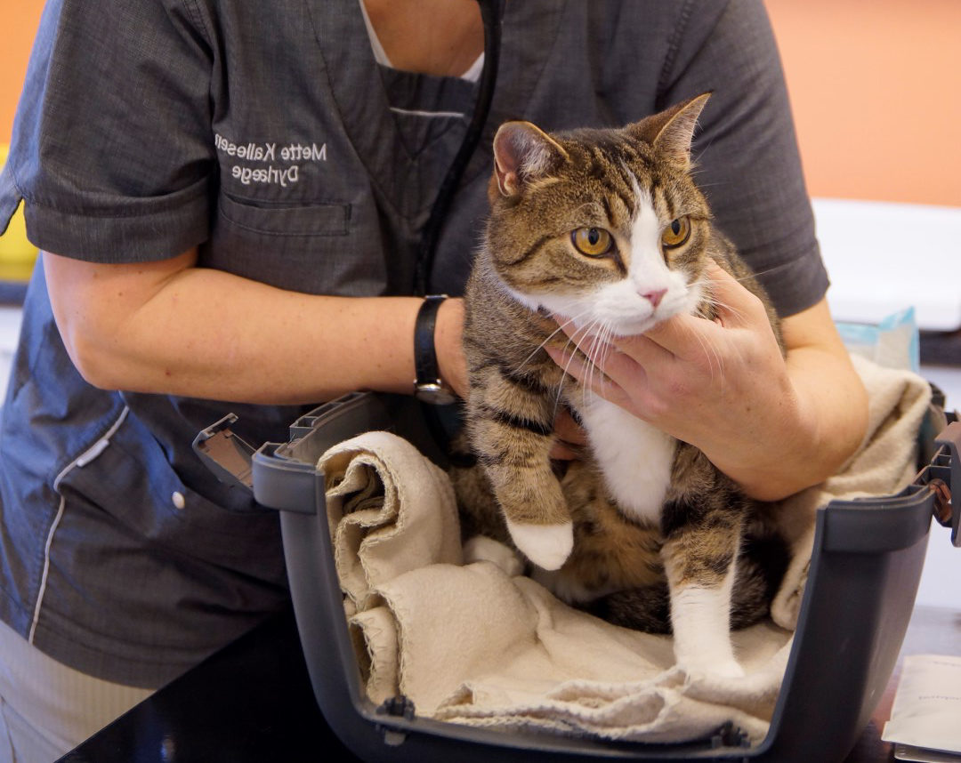 Takke temperatur forseelser Vaccination af kat i Kolding – Forebyg sygdomme | Dyrlægehuset Kolding