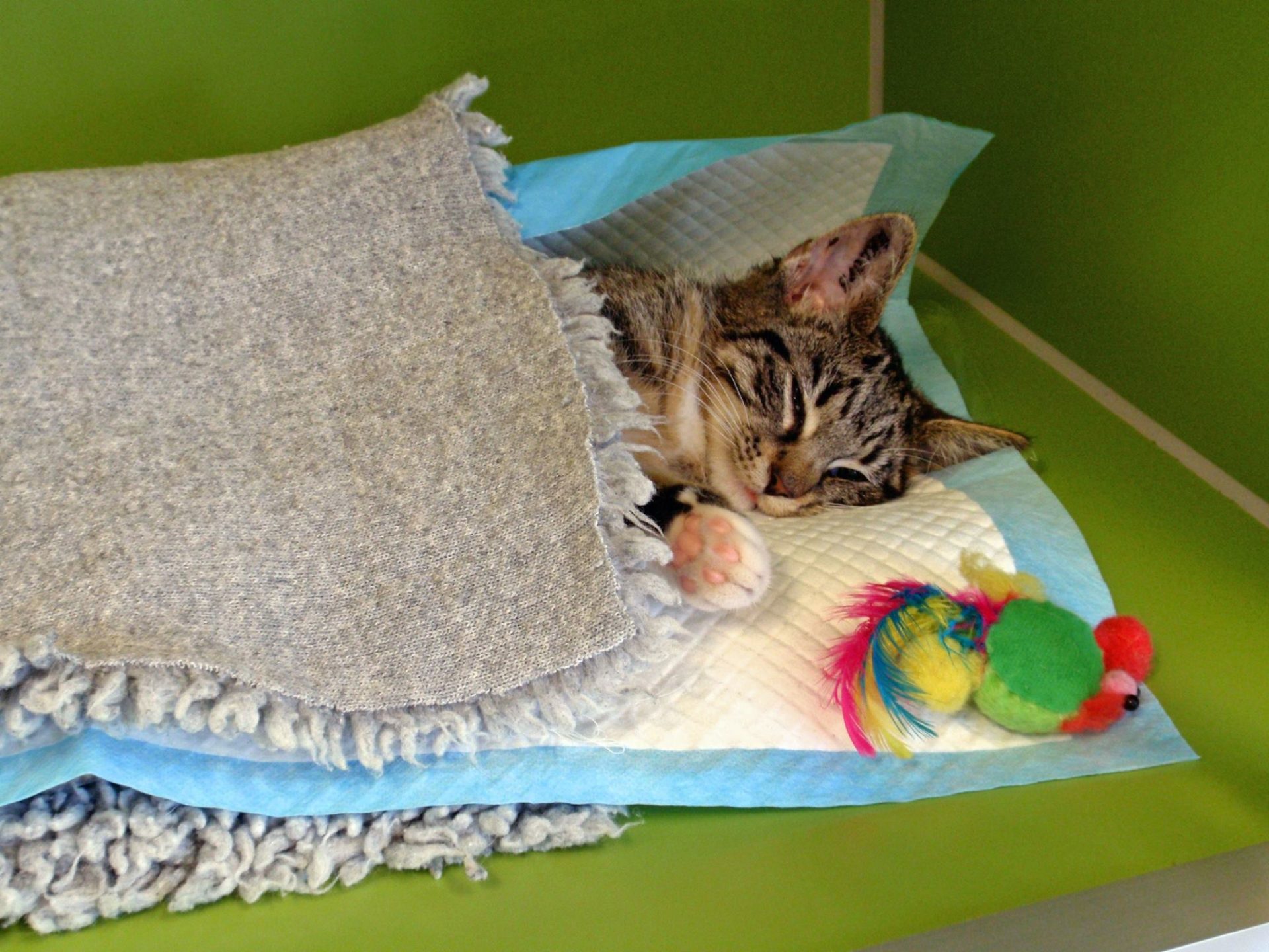 for eksempel telt Lake Taupo Neutralisation af kat – kastration og sterilisation | Dyrlægehuset Kolding