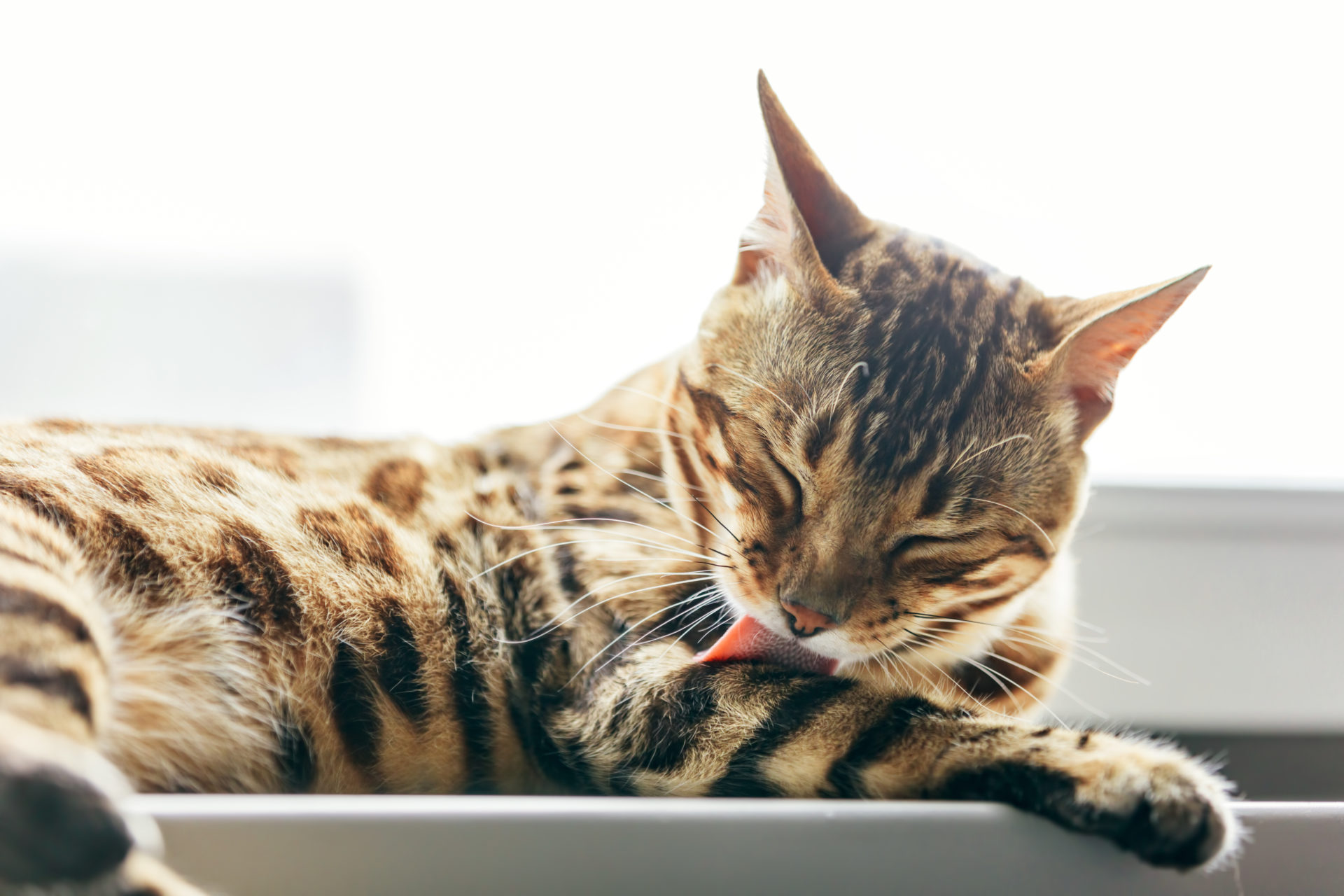 næve kalligraf Sporvogn Effektiv behandling af parasitter hos kat | Dyrlægehuset Kolding