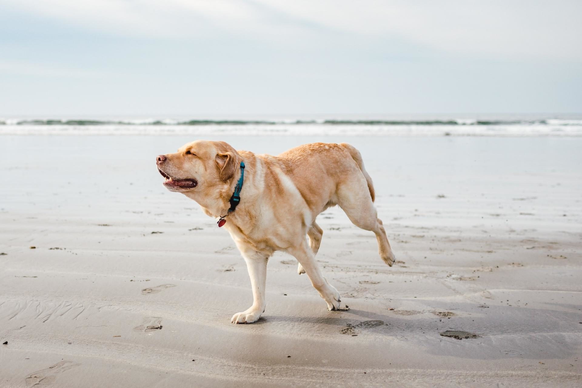 Uendelighed lammelse kaldenavn Aflivning af hund i Kolding – tryg og omsorgsfuld | Dyrlægehuset Kolding