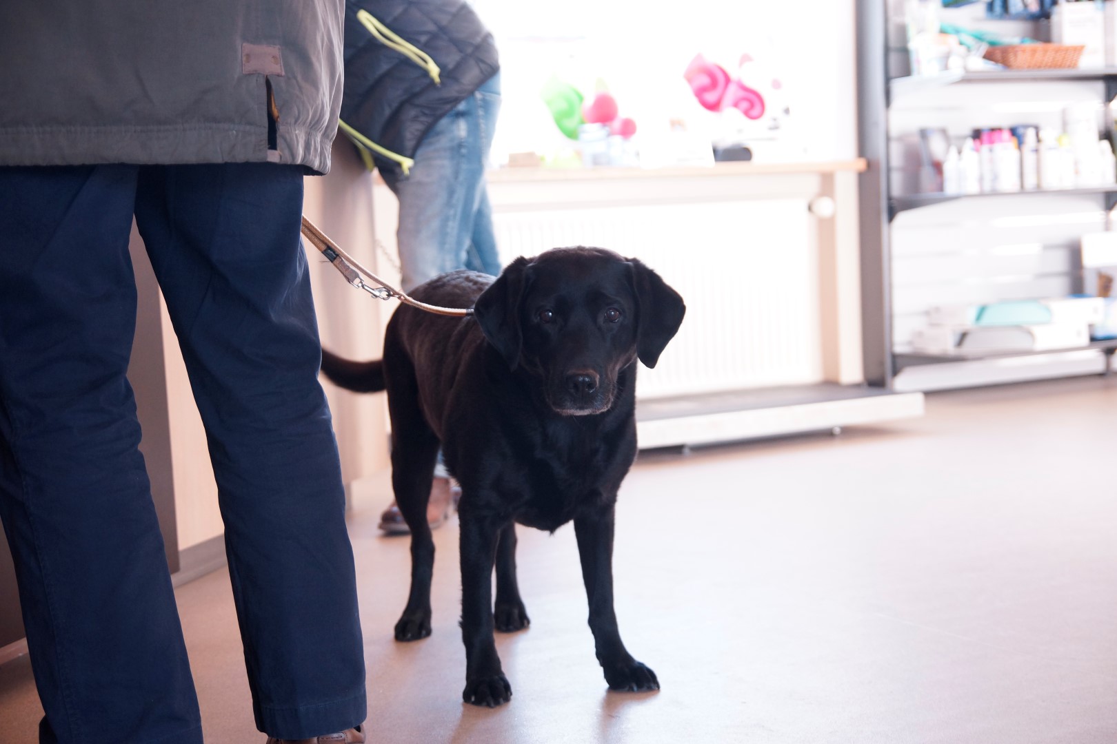 Aflivning hund i Kolding tryg og omsorgsfuld Dyrlægehuset Kolding