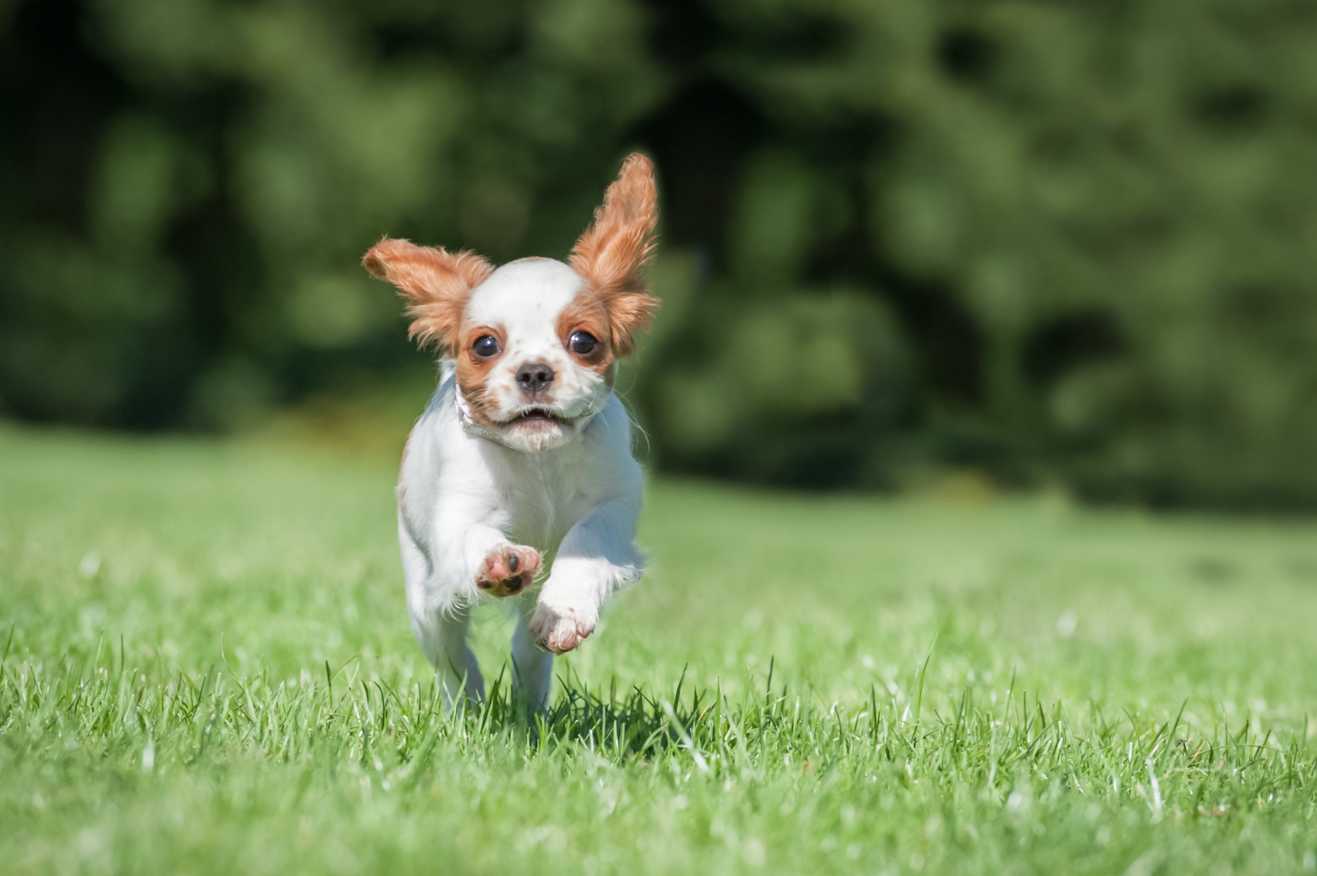 Effektiv behandling af parasitter hos hund | Kolding