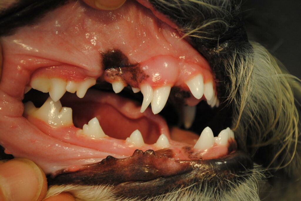 Korrupt Ulydighed Lånte Tandbehandling af hund, kat og kanin – Bestil tid | Dyrlægehuset Kolding